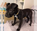 Small #2 American Bulldog Mix