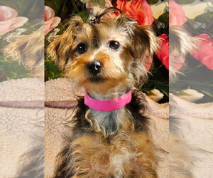 Mutt Dogs for adoption in Bon Carbo, CO, USA