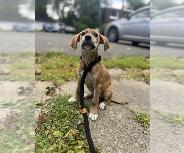 Medium Photo #7 Labrador Retriever-Plott Hound Mix Puppy For Sale in Brewster, NY, USA