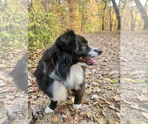 Dove - Female Australian Shepherd Dog for Adoption - Photo #3