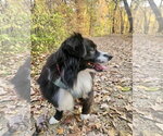 Small Photo #3 Australian Shepherd Puppy For Sale in St. Louis Park, MN, USA