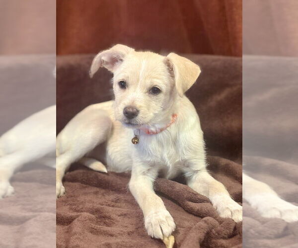 Medium Photo #4 Chihuahua-Unknown Mix Puppy For Sale in Andover, MN, USA