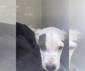 Chihuahua-Unknown Mix Dogs for adoption in Houston, TX, USA