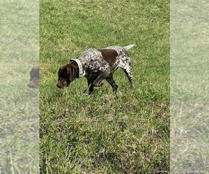 Mother of the German Shorthaired Pointer puppies born on 03/21/2022