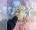 Small #17 ShihPoo