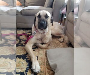 Anatolian Shepherd Dogs for adoption in Higley, AZ, USA