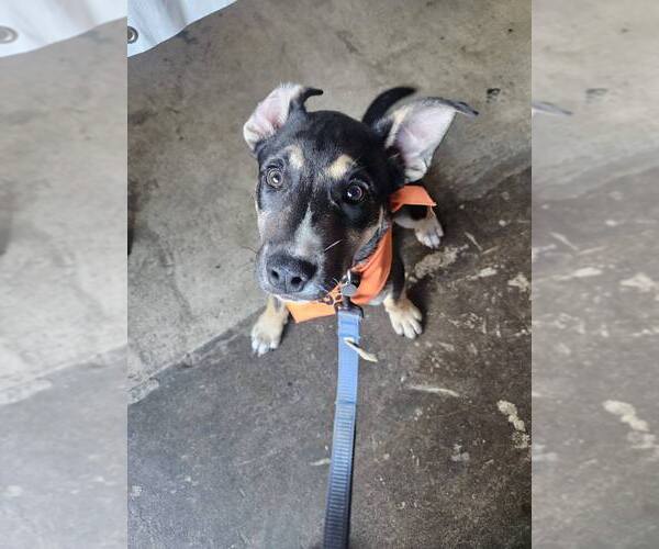 Medium Photo #3 Alaskan Malamute-American Staffordshire Terrier Mix Puppy For Sale in Spotsylvania, VA, USA