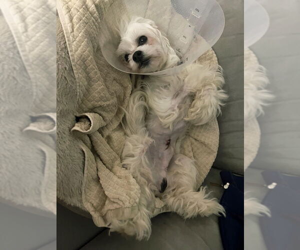 Medium Photo #3 Maltese Puppy For Sale in Plantation, FL, USA