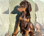 Small #2 Doberman Pinscher