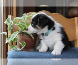 Pembroke Welsh Corgi Puppy for sale in FAIR GROVE, MO, USA