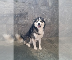 Father of the Pomsky puppies born on 02/12/2025