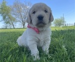 Small Photo #5 Golden Retriever Puppy For Sale in RICHMOND, VA, USA