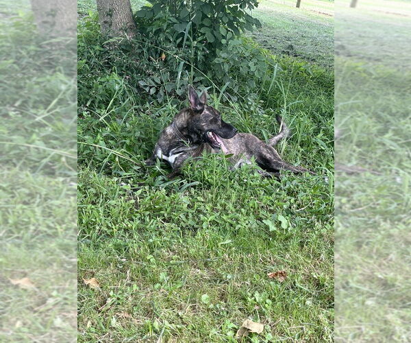 Medium Photo #7 Mutt Puppy For Sale in Osgood, IN, USA