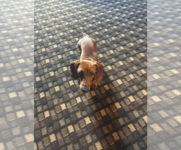 Medium Photo #1 Dachshund Puppy For Sale in SEFFNER, FL, USA