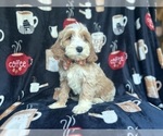 Small #8 Cockapoo