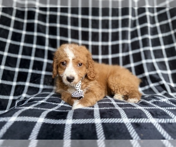 Medium Photo #7 Cockapoo (Miniature) Puppy For Sale in LAKELAND, FL, USA