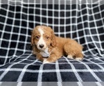 Small #6 Cockapoo (Miniature)