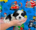 Image preview for Ad Listing. Nickname: Tiny Stanley