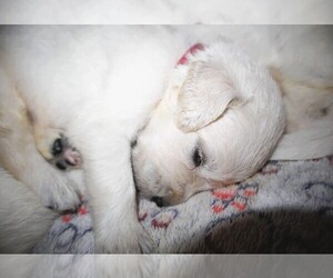 Medium English Cream Golden Retriever