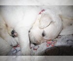 Puppy 2 English Cream Golden Retriever