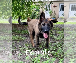 German Shepherd Dog Puppy for sale in RUSKIN, FL, USA