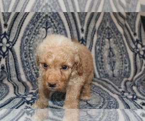 Goldendoodle (Miniature) Puppy for sale in BLMGTN, IN, USA