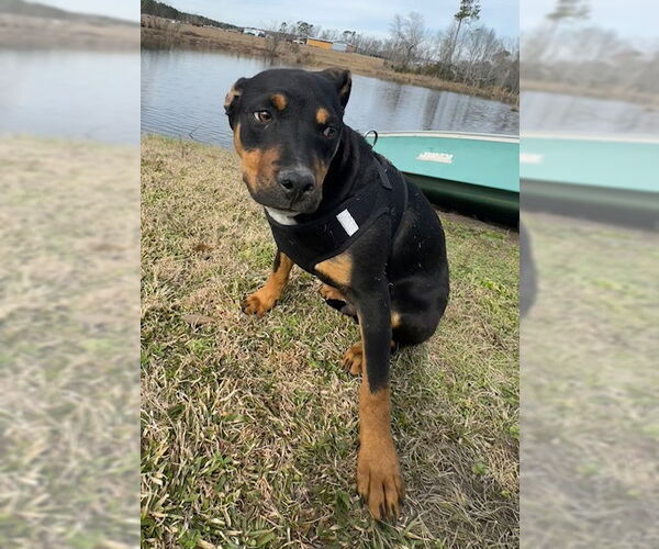 Medium Photo #4 Bulldog-Labrador Retriever Mix Puppy For Sale in Tarrytown, GA, USA