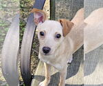 Small #2 Rat Terrier