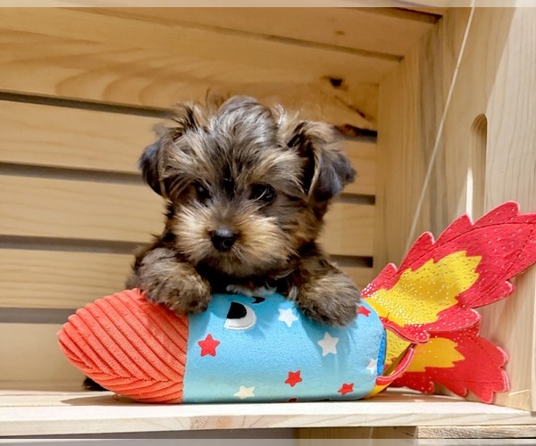 Medium Photo #8 Morkie Puppy For Sale in CASSVILLE, MO, USA