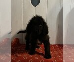 Small #1 Newfoundland