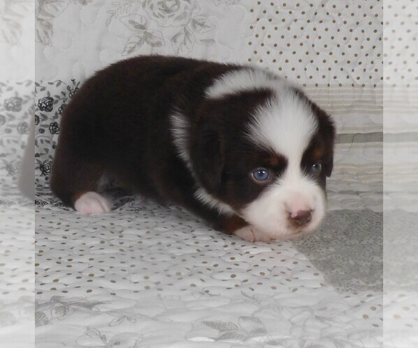 Medium Photo #4 Miniature Australian Shepherd Puppy For Sale in HARRISON, OH, USA