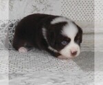Small #3 Miniature Australian Shepherd