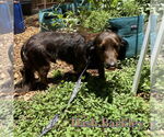 Small #7 Dachshund