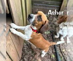 Small #9 Basset Hound
