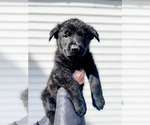 Small Photo #1 German Shepherd Dog Puppy For Sale in HUDSONVILLE, MI, USA