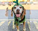 Small Beagle