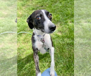 Elvira - Female Feist Terrier-Unknown Mix Dog for Adoption - Photo #4