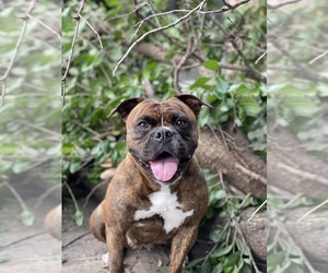 Mother of the Olde English Bulldogge puppies born on 08/08/2026