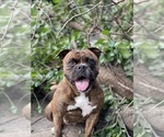Small Photo #1 Olde English Bulldogge Puppy For Sale in FORT WORTH, TX, USA