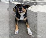 Small Doberman Pinscher Mix