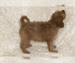 Small Photo #17 Goldendoodle Puppy For Sale in TOPEKA, KS, USA