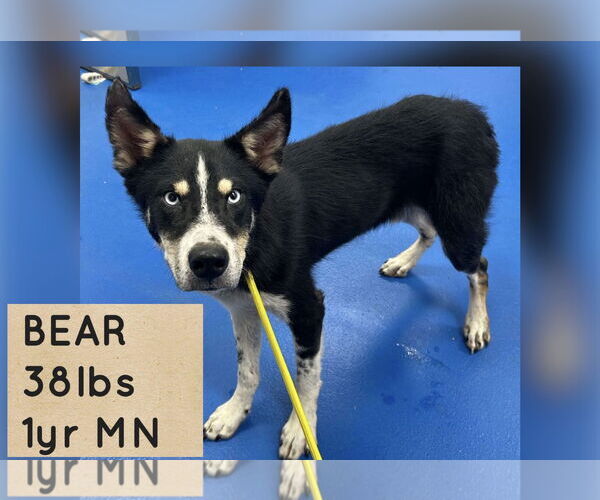 Medium Photo #1 - Mix Puppy For Sale in Woodbury, NY, USA