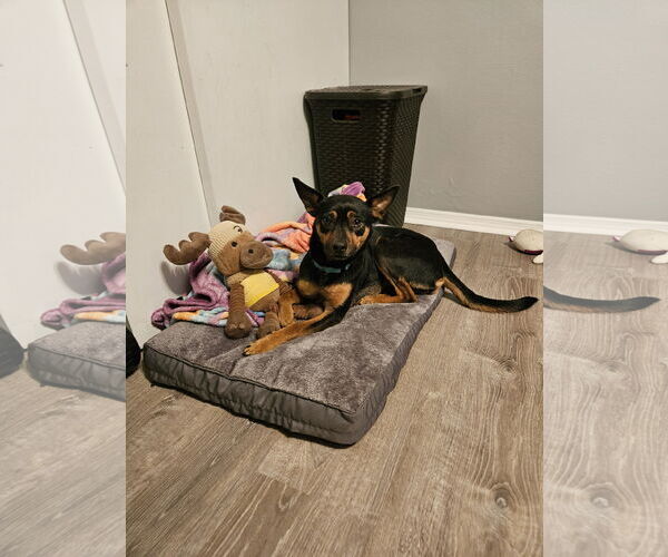 Medium Photo #2 Doxie-Pin Puppy For Sale in Fenton, MO, USA