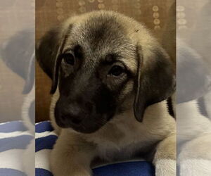 Anatolian Shepherd-Great Pyrenees Mix Dogs for adoption in The Woodlands, TX, USA