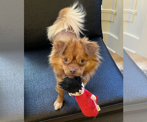 Medium Photo #1 Pomeranian-Unknown Mix Puppy For Sale in Bellevue, WA, USA