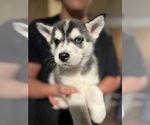 Small Photo #3 Alaskan Husky Puppy For Sale in APPLE VALLEY, CA, USA