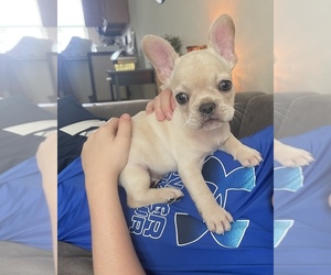 French Bulldog Puppy for sale in DAYTON, OH, USA