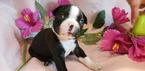 Small Photo #1 Boston Terrier Puppy For Sale in BRANDON, FL, USA