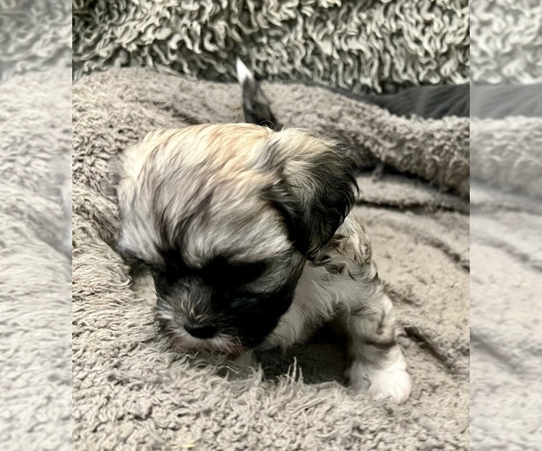 Medium Photo #3 Zuchon Puppy For Sale in RENO, NV, USA