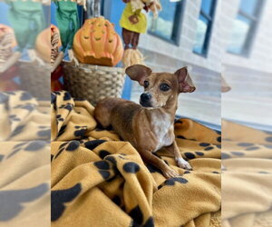 Chiweenie Dogs for adoption in Temple, TX, USA